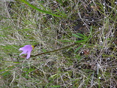 Primula tetrandra