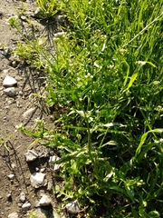 Capsella bursa-pastoris