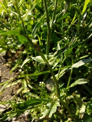 Capsella bursa-pastoris