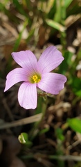 Oxalis dentata