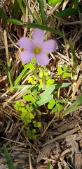 Oxalis dentata