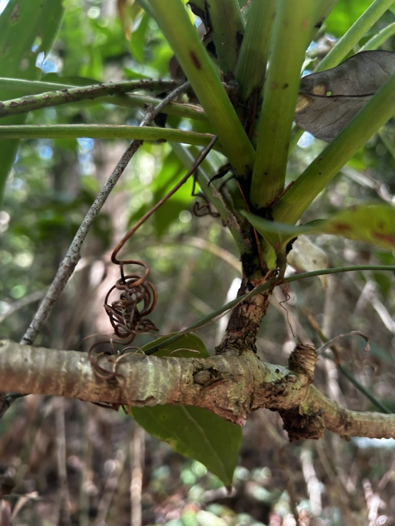 Imagem de Dracena