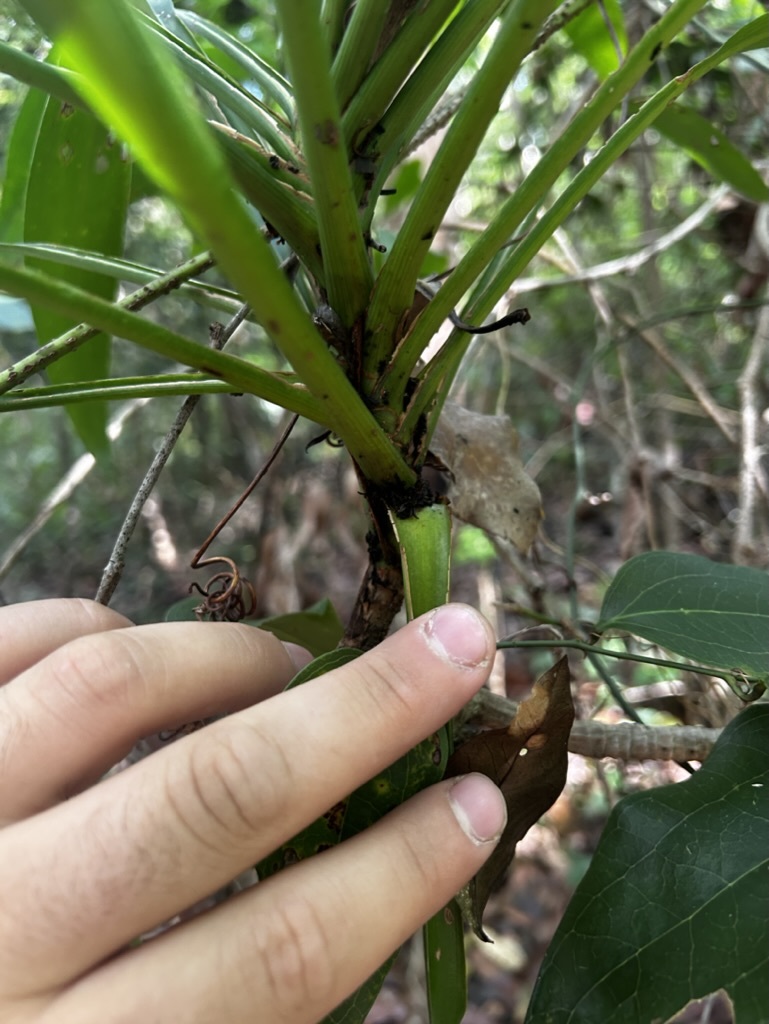 Imagem de Dracena