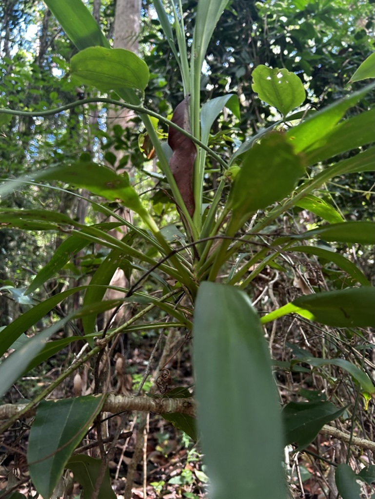 Imagem de Dracena