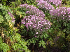 Geranium maderense