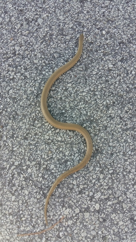 Duberria lutrix