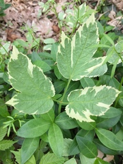 Aegopodium