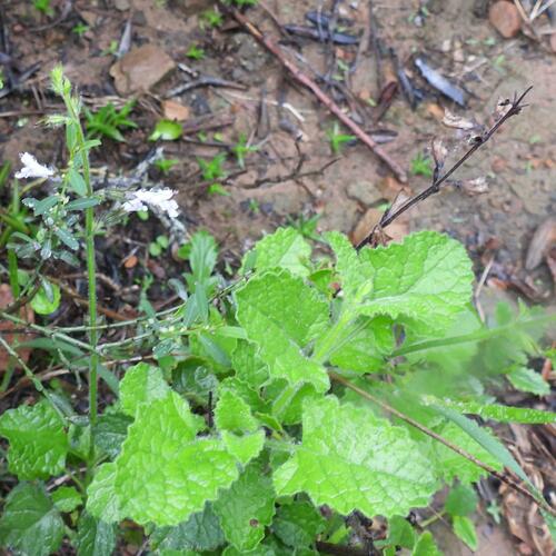Lilac Creeping Sage (Salvia triangularis)