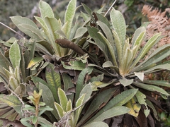 Espeletia corymbosa