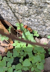 Pseudomethoca simillima