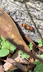 Pseudomethoca simillima