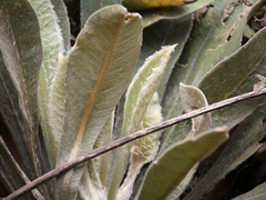 Espeletia corymbosa