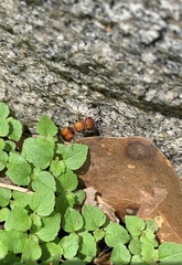 Pseudomethoca simillima