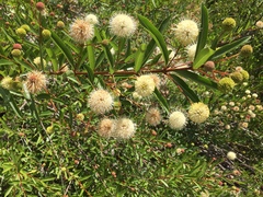 Cephalanthus salicifolius