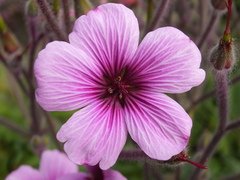 Geranium maderense