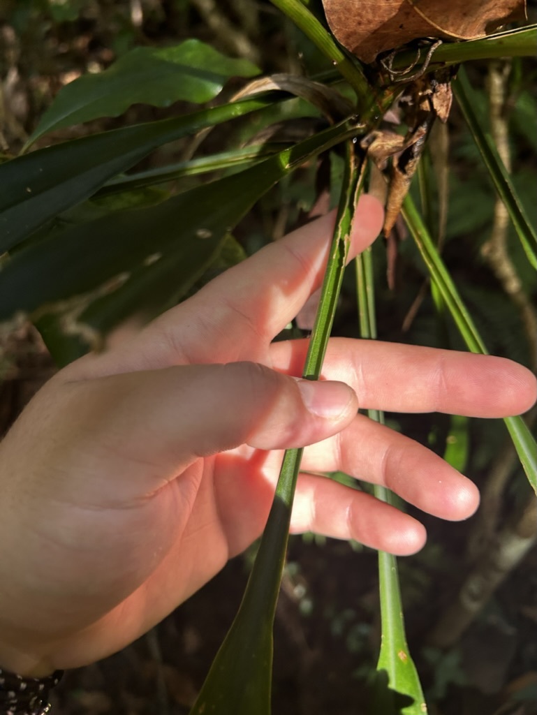 Imagem de Dracena