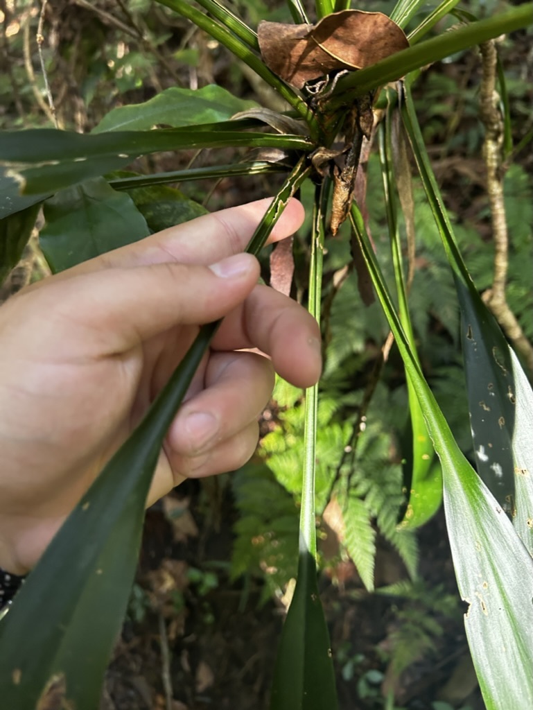 Imagem de Dracena