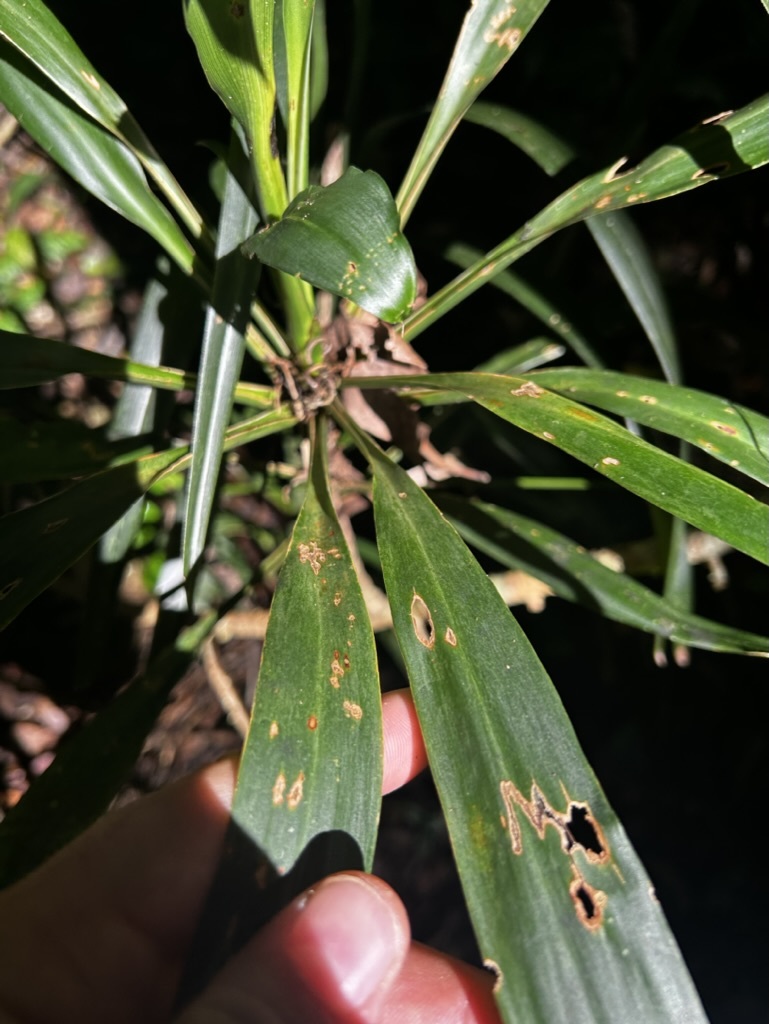 Imagem de Dracena