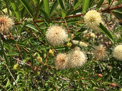 Cephalanthus salicifolius