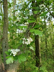 Crataegus