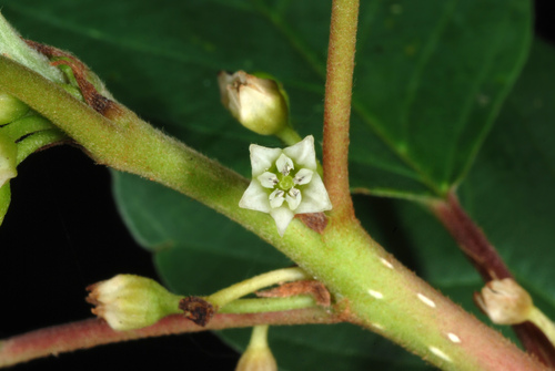 Frangula alnus