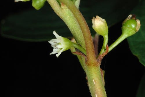 Frangula alnus