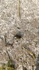 Poecilus cupreus