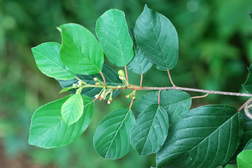 Frangula alnus