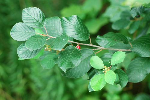 Frangula alnus