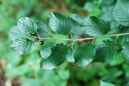 Frangula alnus