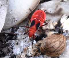 Dysdercus suturellus