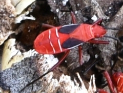 Dysdercus suturellus