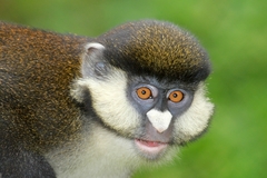 Cercopithecus ascanius schmidti