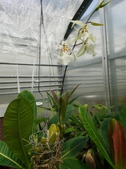 × beallara