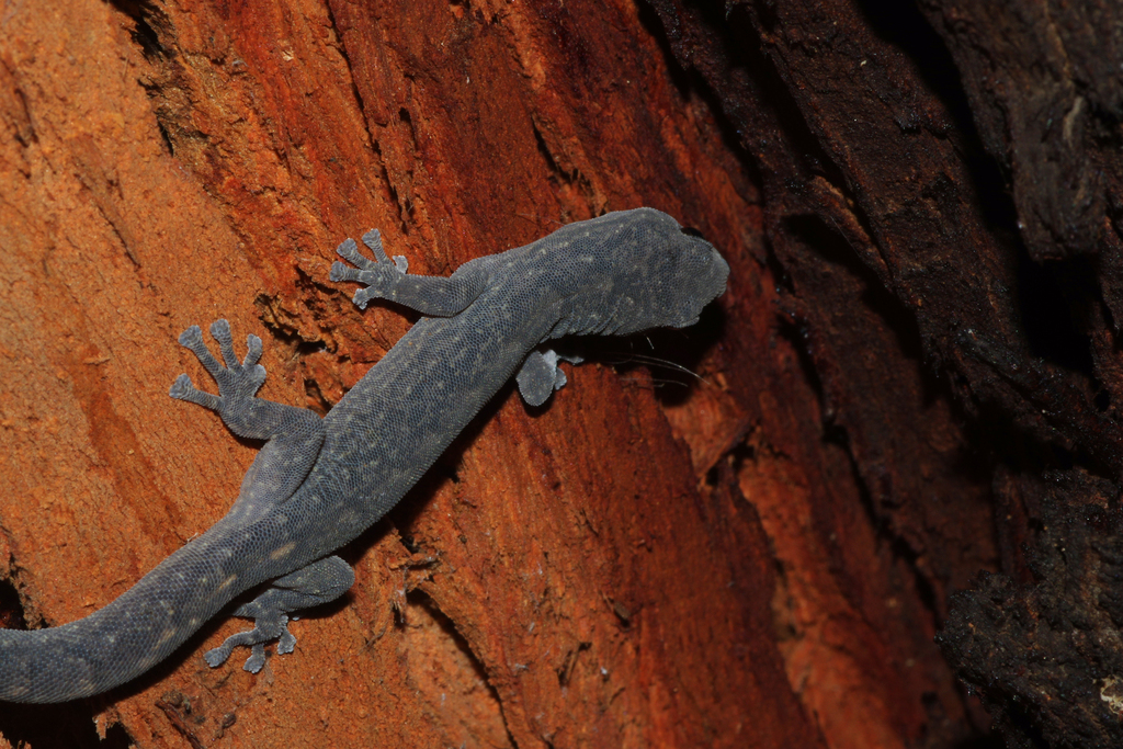 Southern Marbled Gecko from Melbourne VIC, Australia on April 26, 2024 ...