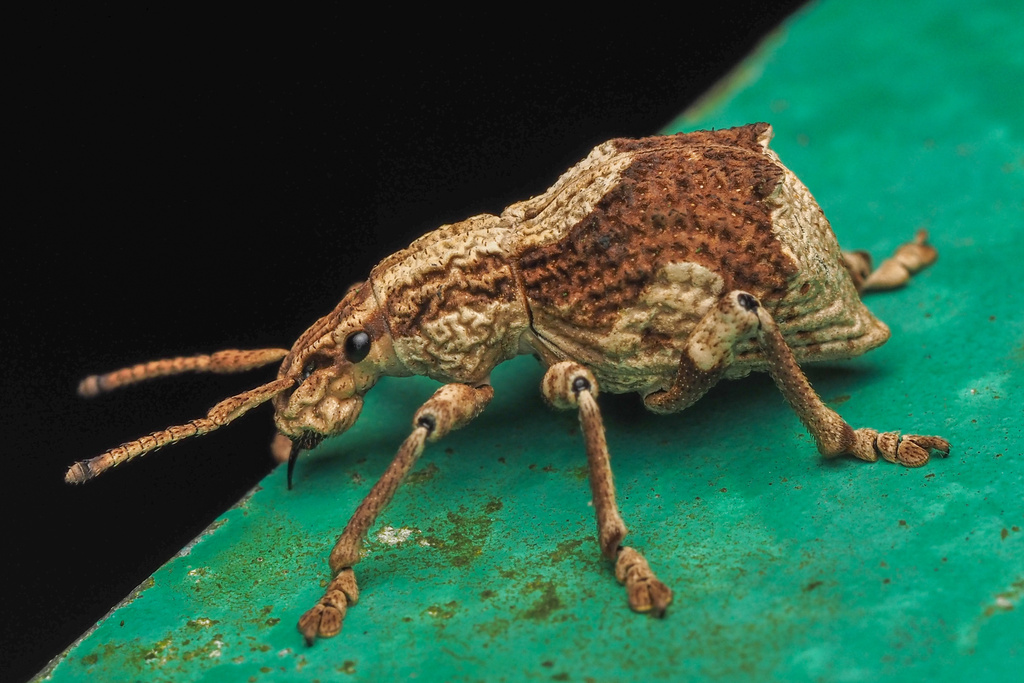 Episomus chinensis