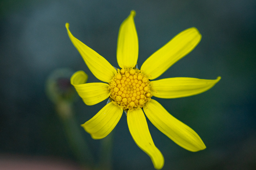 Othonna viminea