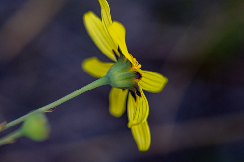 Othonna viminea