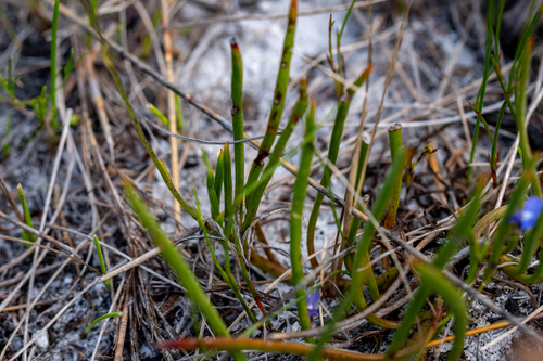 Othonna viminea