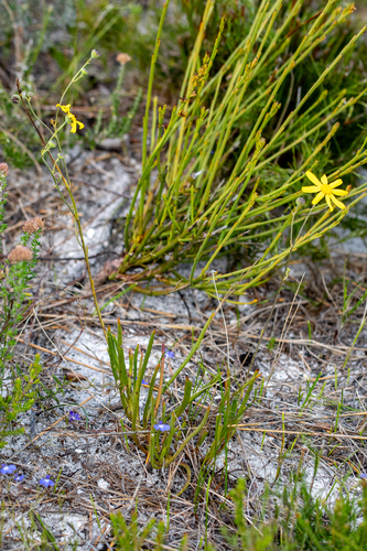 Othonna viminea