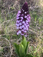 Orchis purpurea