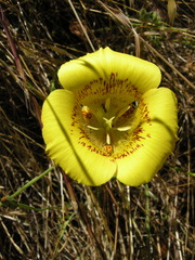 Calochortus luteus