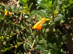 Nematanthus gregarius