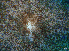 Stichodactyla