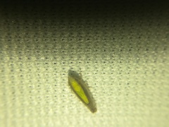 Scaphytopius elegans