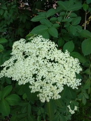 Sambucus nigra