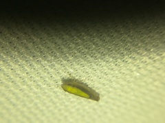 Scaphytopius elegans