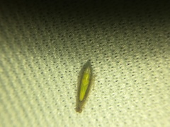 Scaphytopius elegans