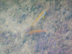 Parupeneus biaculeatus