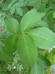 Sambucus nigra